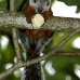 squirrel_variegated_tar_v_0250_cos0555.jpg
